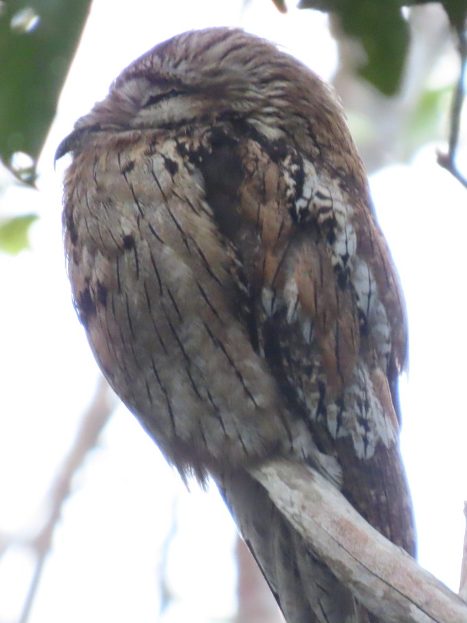 Northern Potoo, Rockland Bird Sanctuary, Montego Bay, Jamaica