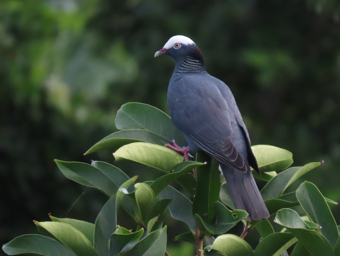 White-crowned Pigeon, Mockingbird Hill, Port Antonio, Jamaica
