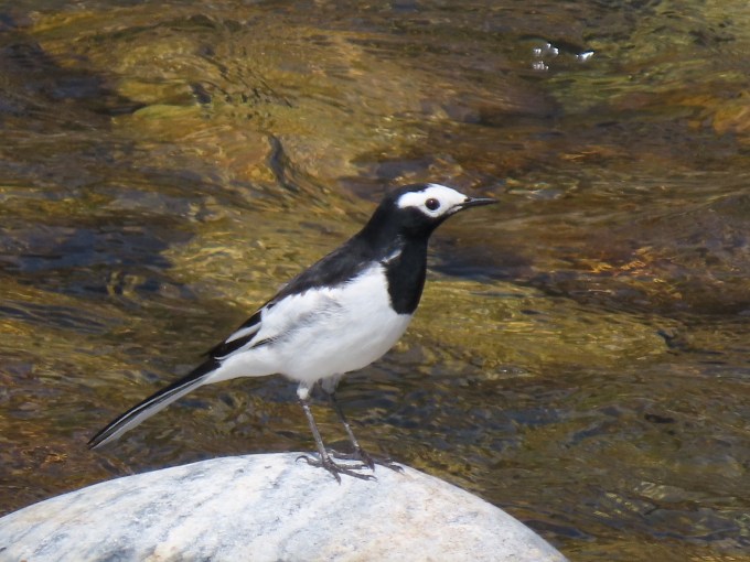 White Wagtail, ssp. alboides, Paro, Bhutan