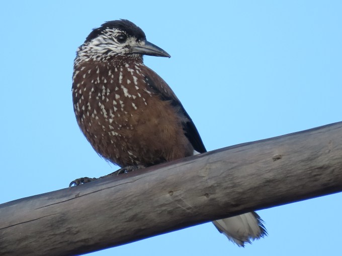 Eurasian Nutcracker, Chele La, Bhutan