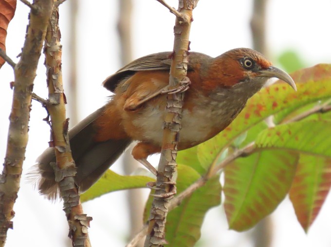 Rusty-cheeked Scimitar-Babbler, Po Chhu, Bhutan
