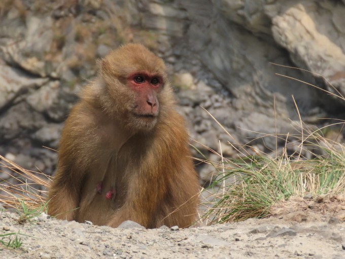 Assamese Macaque (Macaca assamensis), Puna Tsang Chhu, Bhutan
