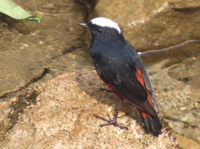 White-capped Redstart, Twin Falls, N of Panbang, Bhutan