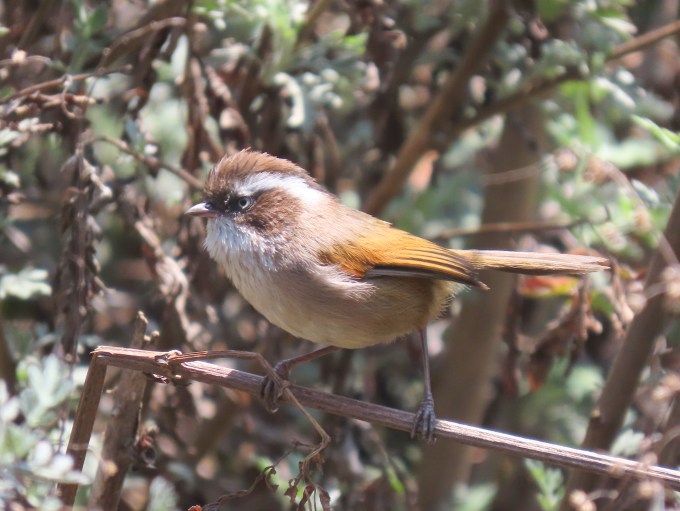 White-browed Fulvetta, Yotong La, E of Trongsa, Bhutan
