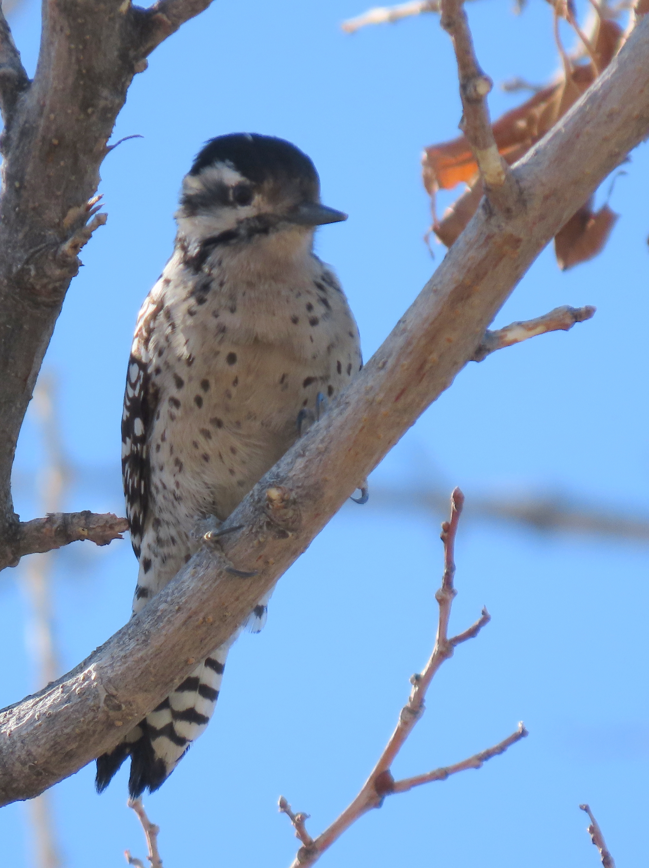 Ladder-backed Woodpecker, El Paso, TX