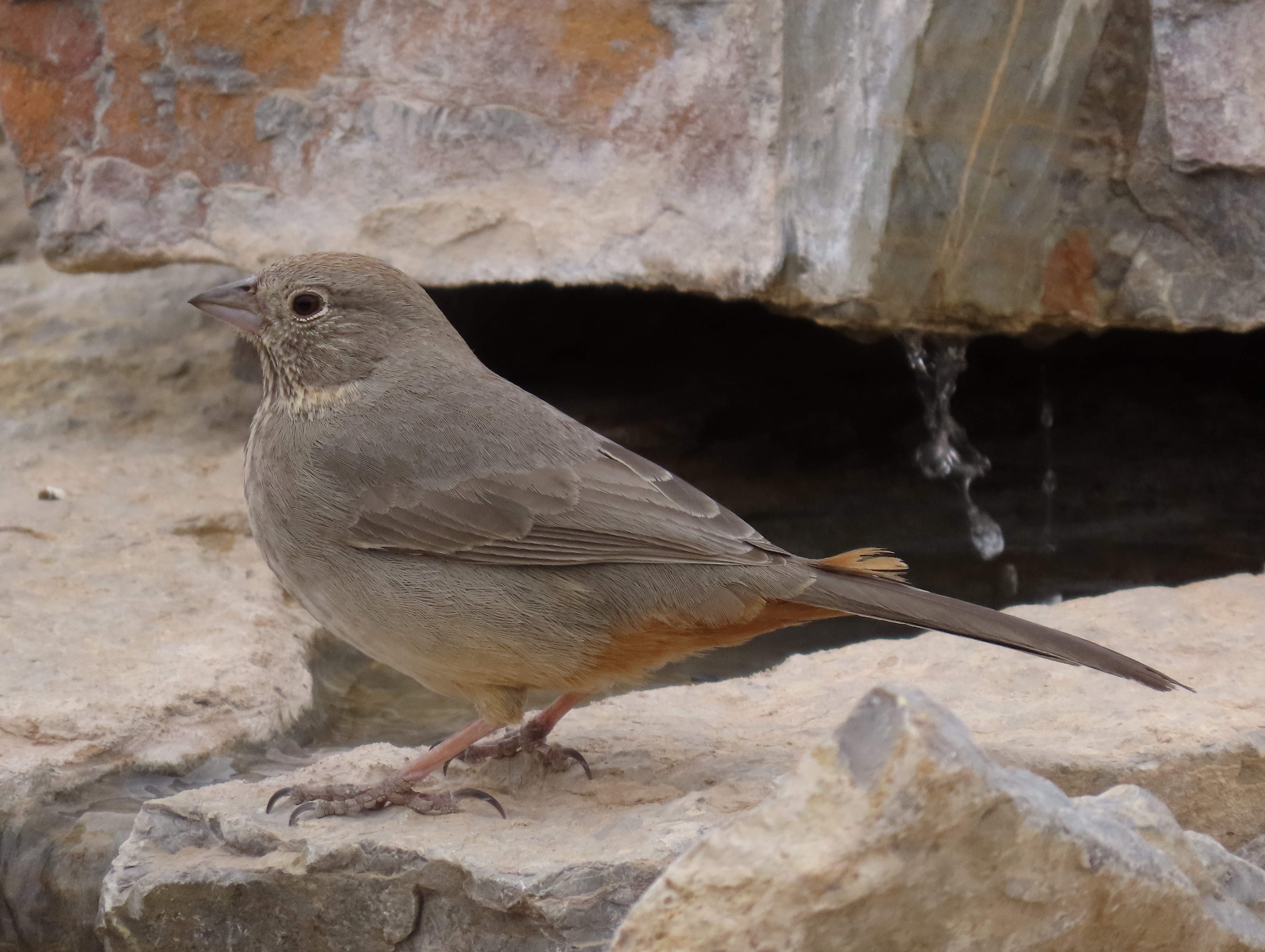Canyon Towhee, Franklin Mountains State Park, TX