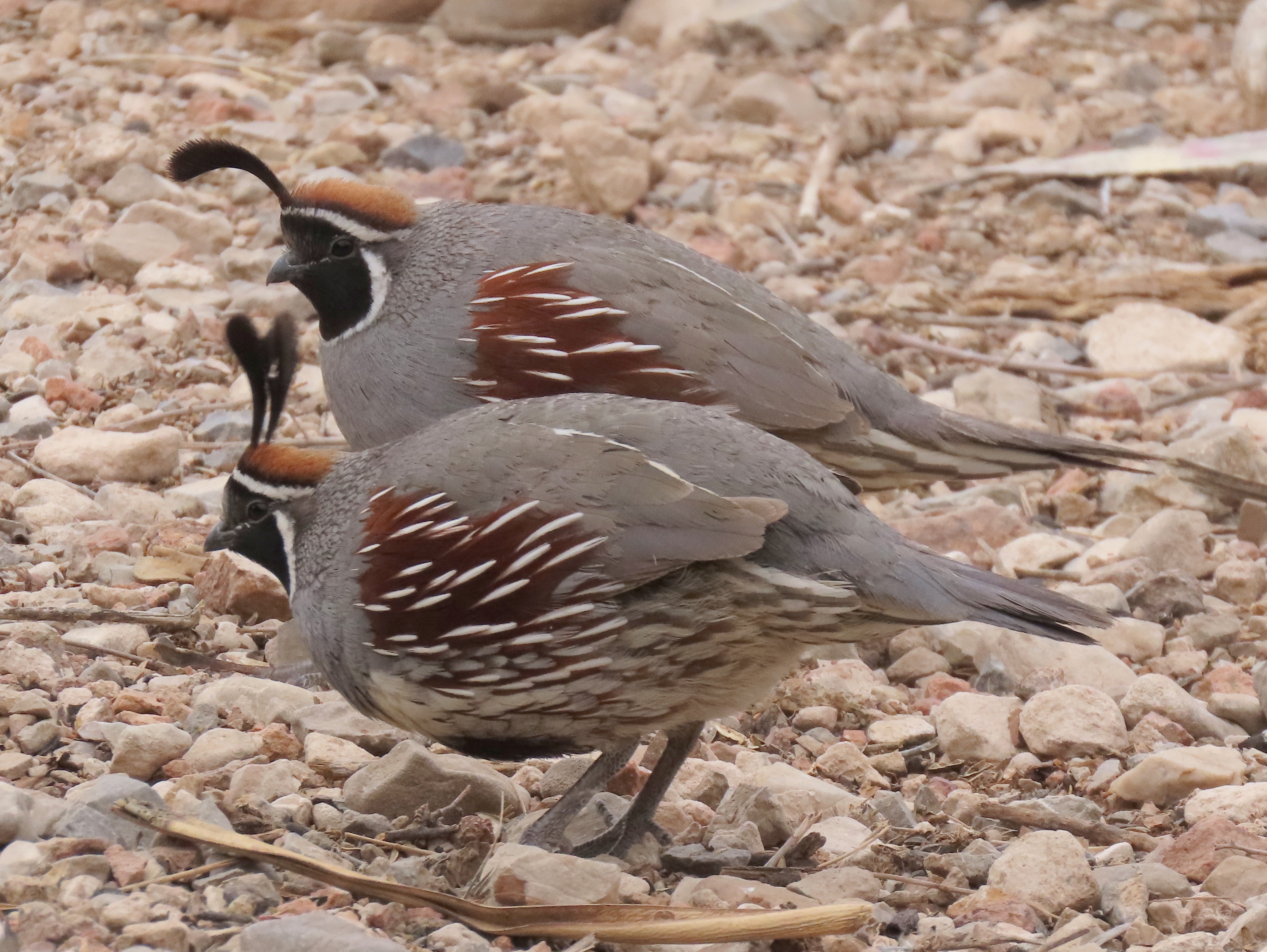Gambel's Quails, Franklin Mountains State Park, TX