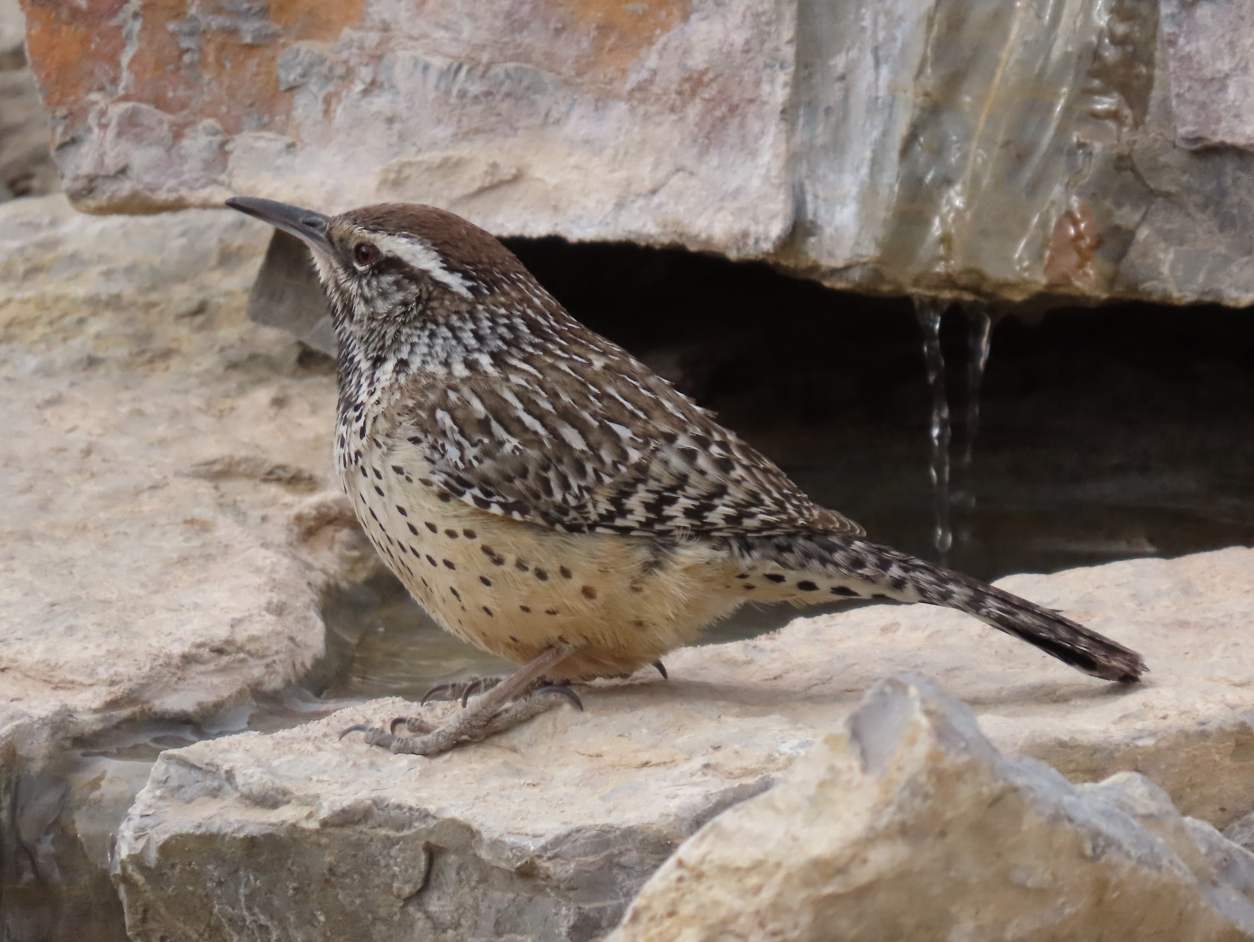 Cactus Wren, Franklin Mountains State Park, TX