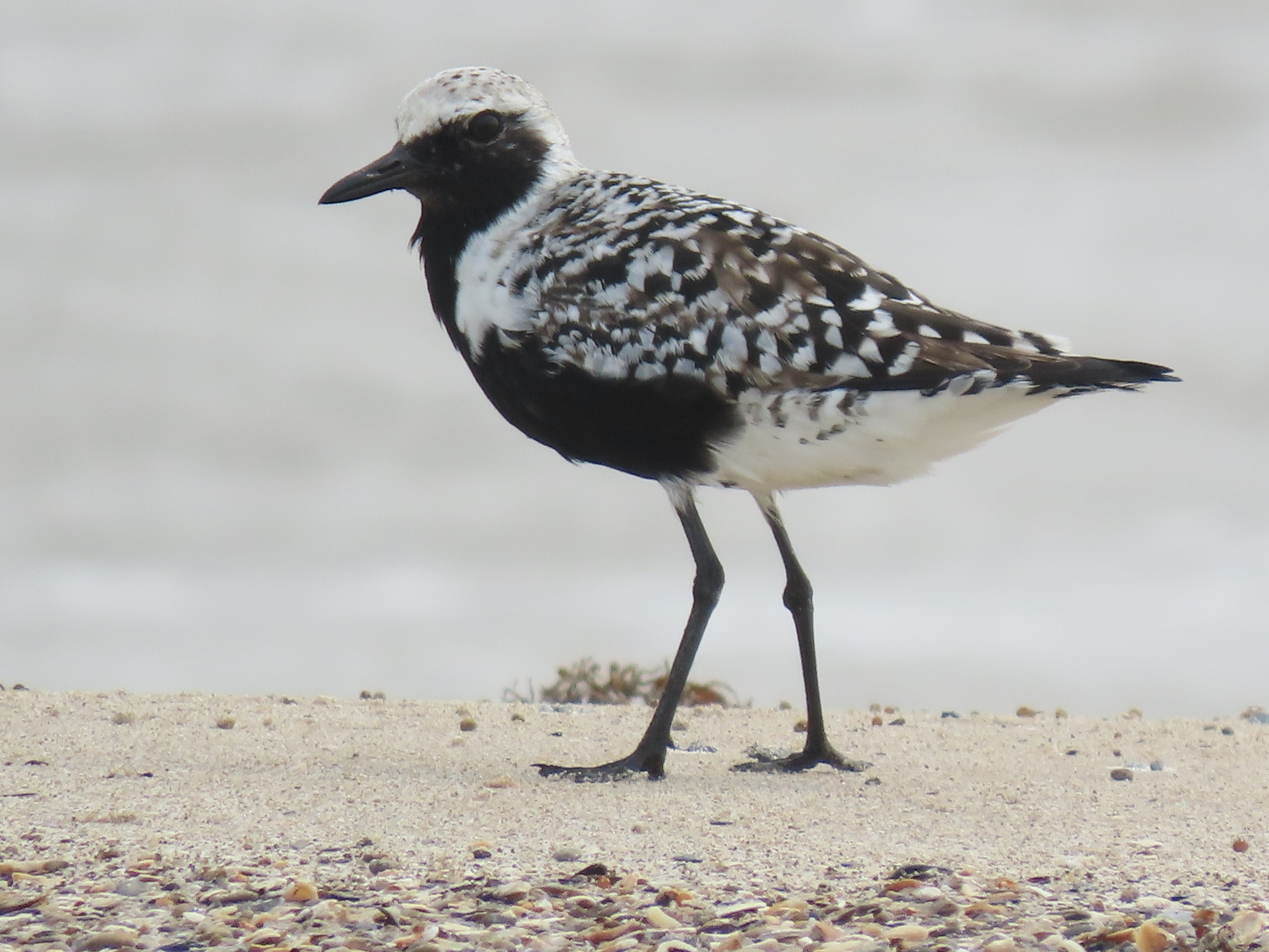 Black-bellied Plover, E of Gilchrist, Bolivar Peninsula, TX