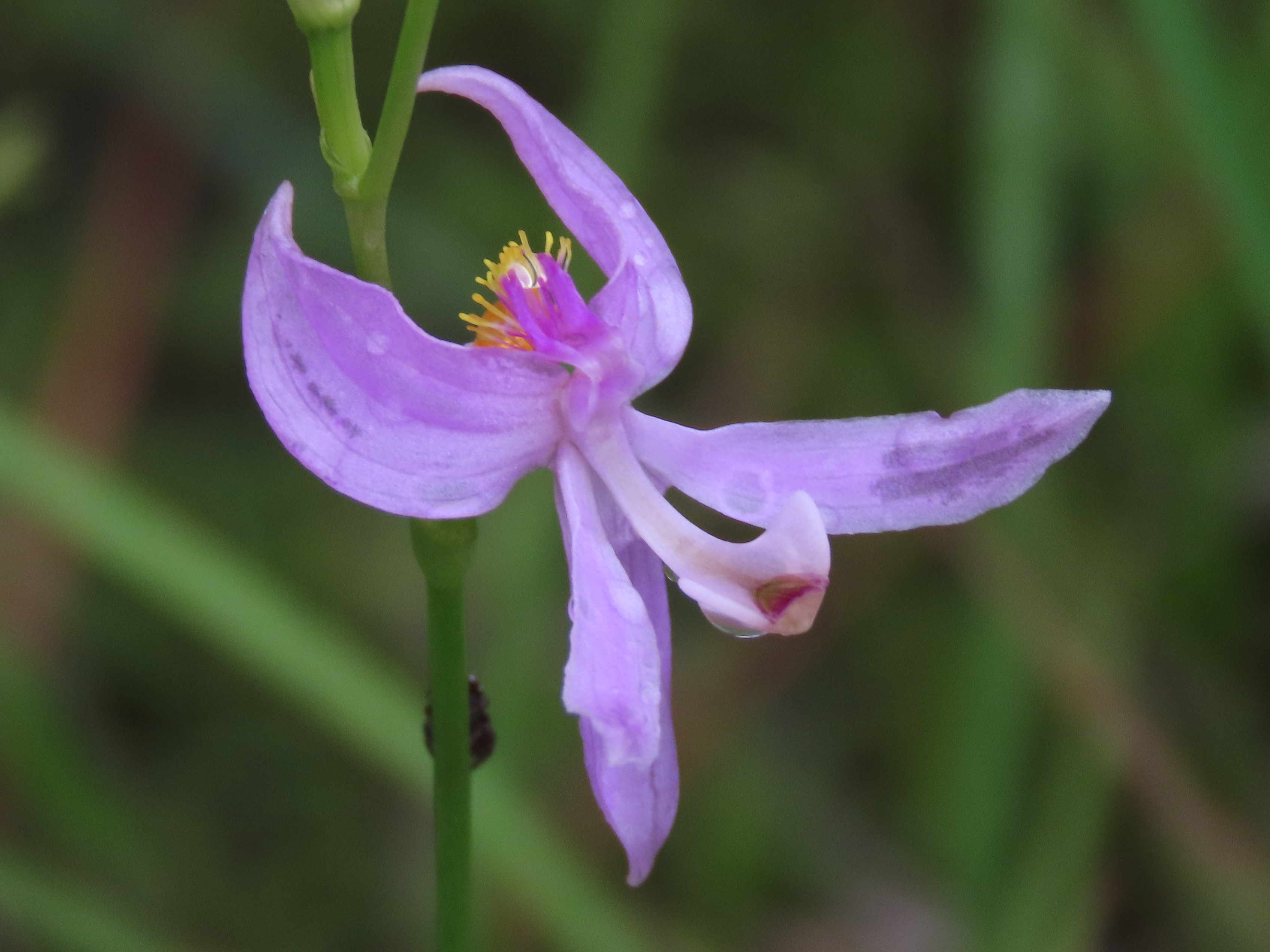 Calopogon pallidus, Abita Creek Flatwoods Preserve, NE of Abita Springs, LA