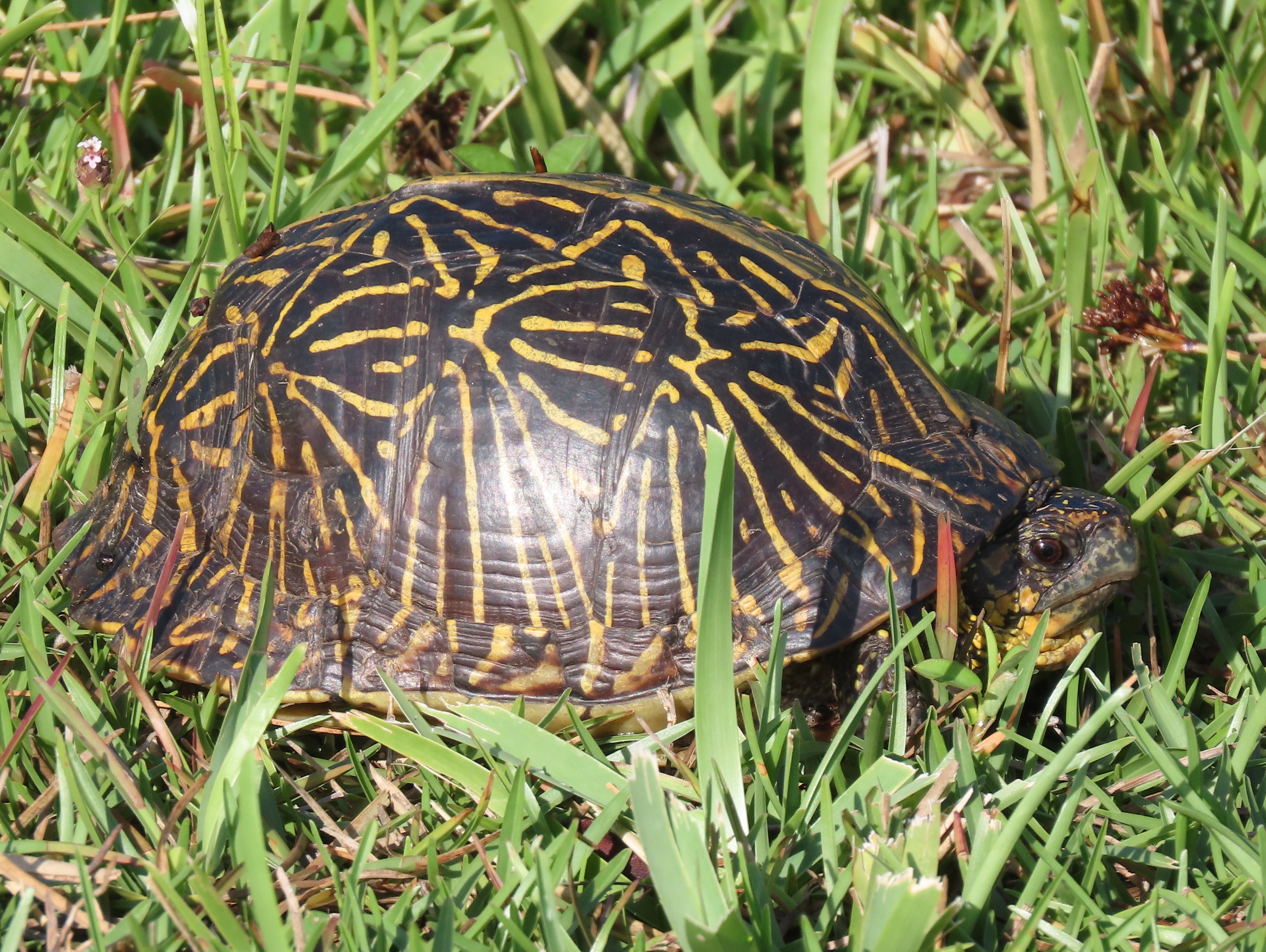 Terrapene bauri (Florida Box Turtle), Everglades NP, FL