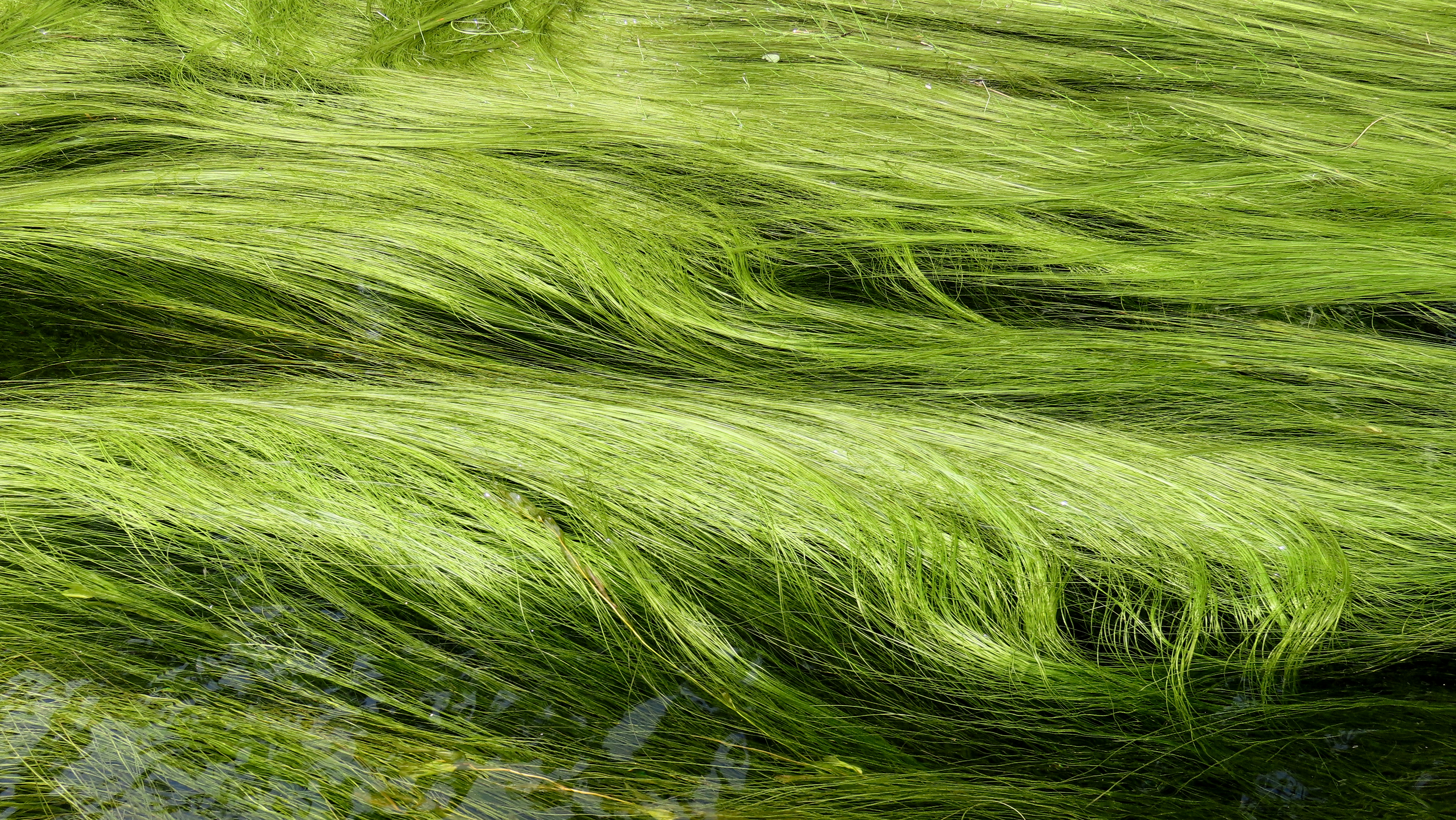 Scirpus subterminalis, Oxtongue River, Algonquin PP, ON