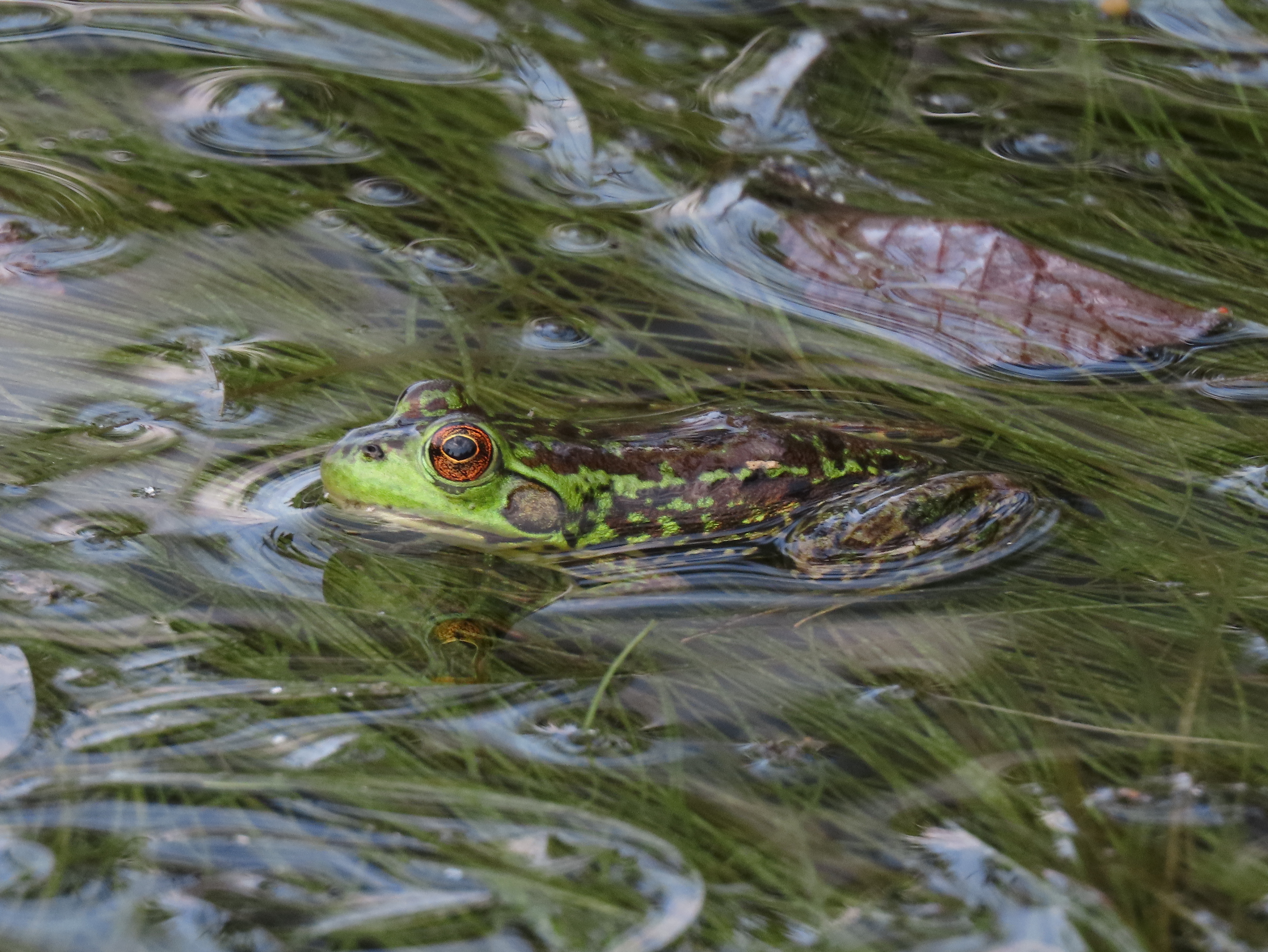 Lithobates septentrionalis, Oxtongue River, Algonquin PP, ON