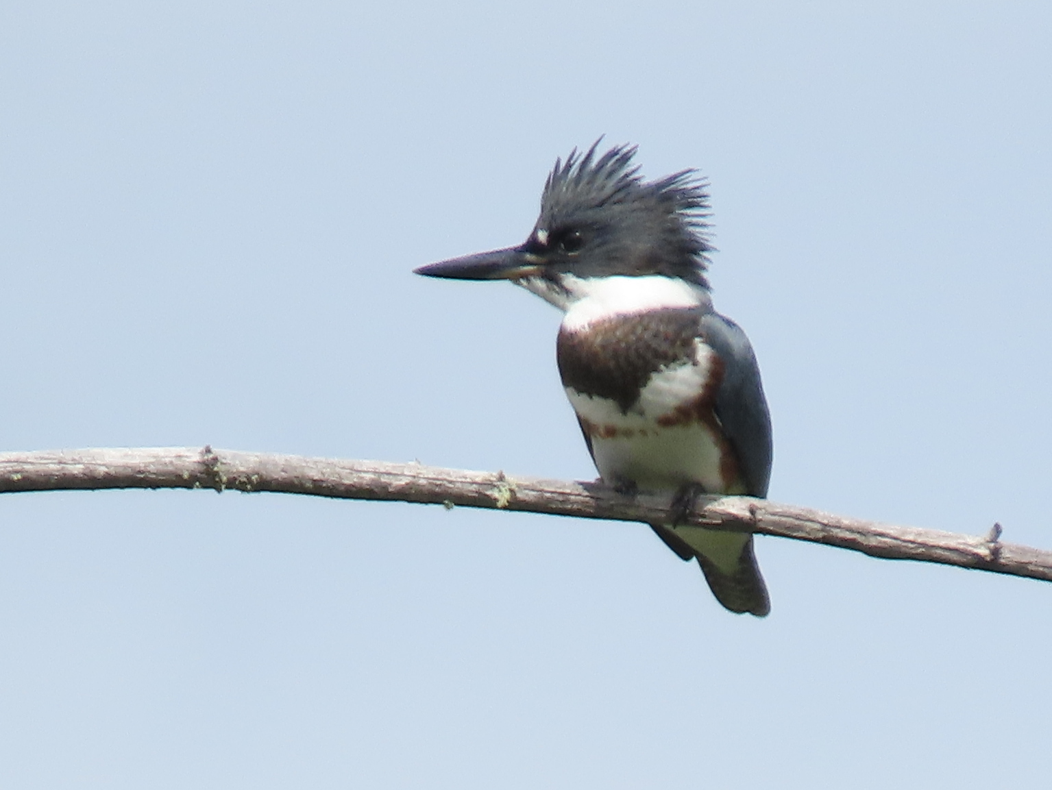 Belted Kingfisher, Hughes Lake, Kettle Lakes PP, ON