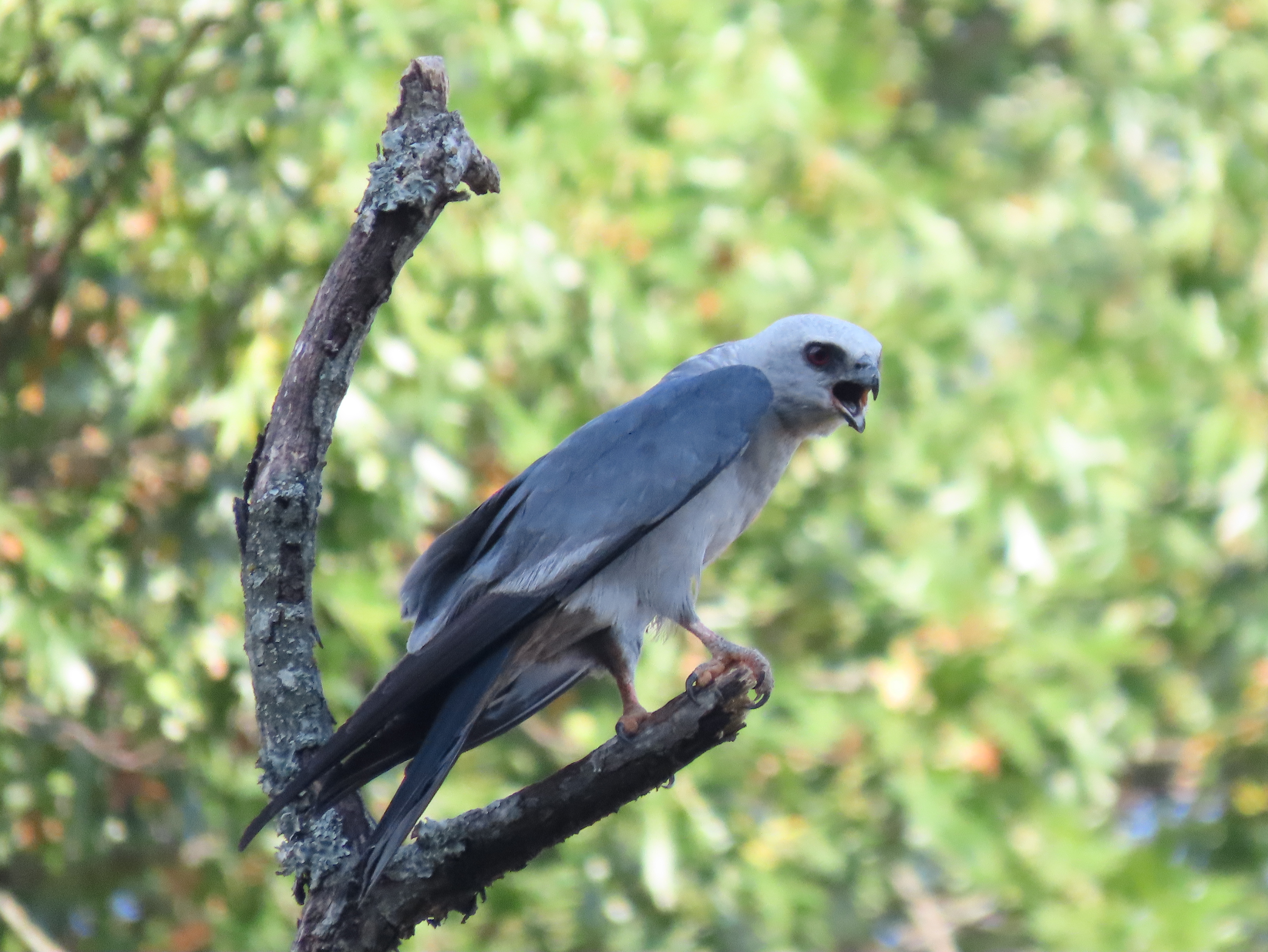 Mississippi Kite, Texarkana, TX