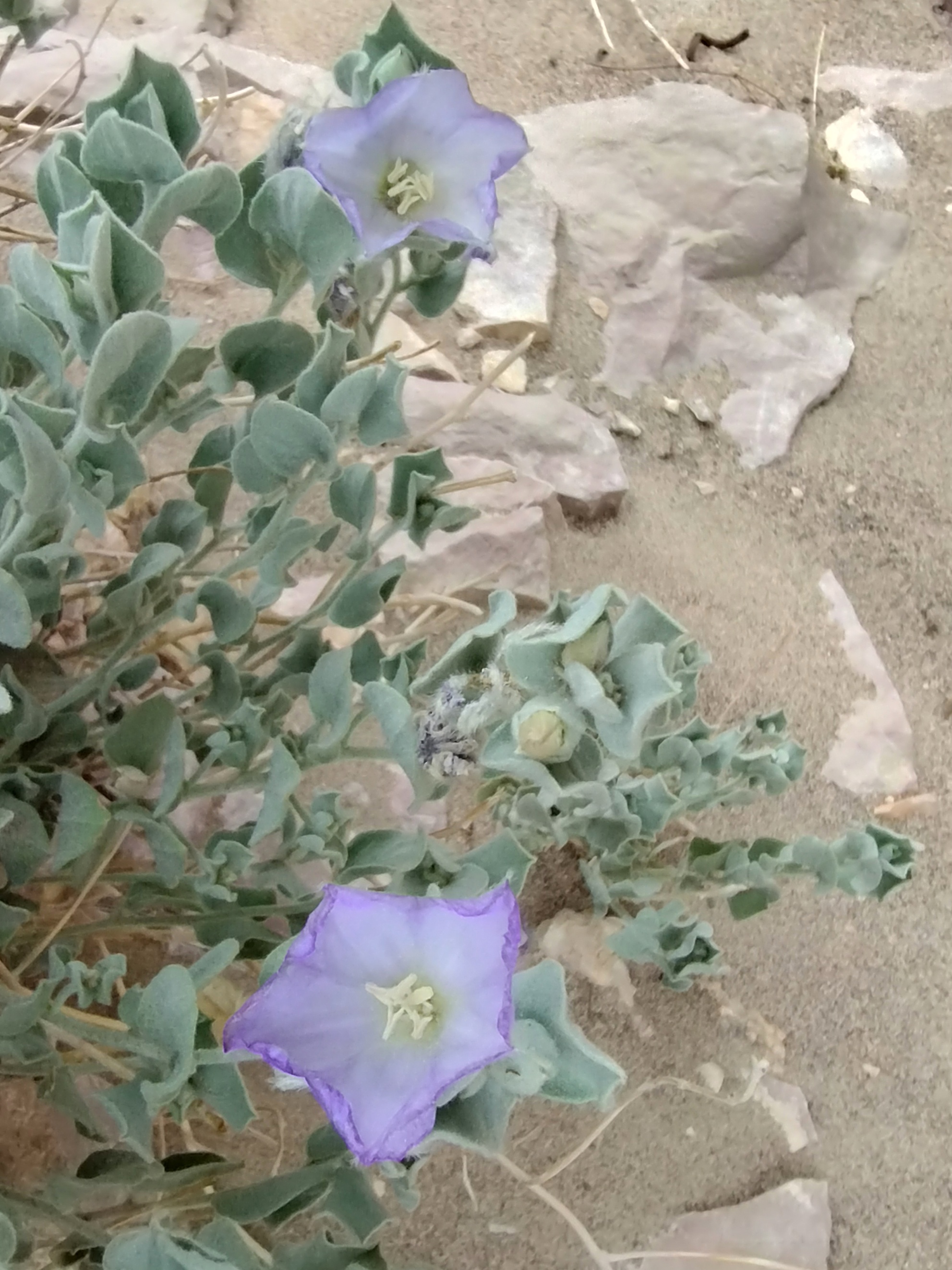 Bonamia ovalifolia, Boquillas Canyon, Big Bendm NP, TX
