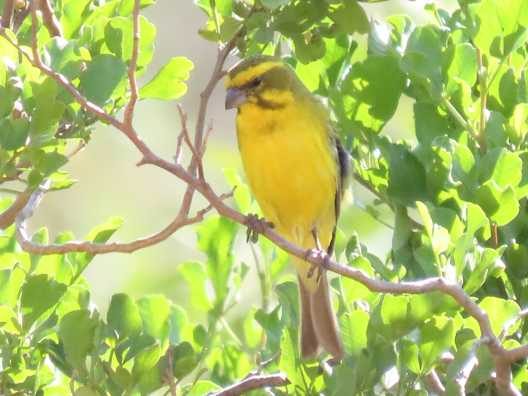 Yellow Canary, Paleisheuwel, SW of Clanwilliam, South Africa