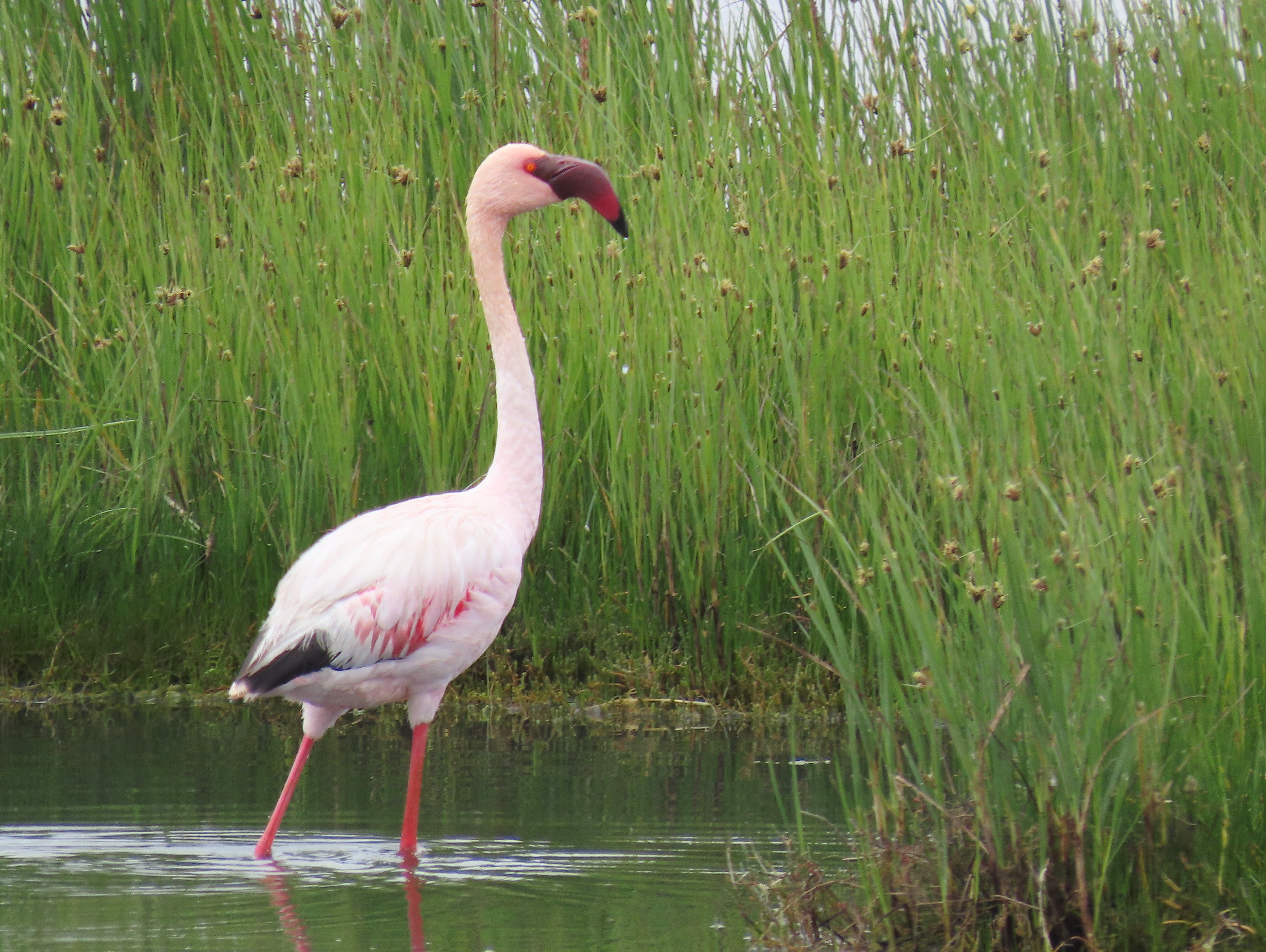 Lesser Flamingo, Berg River, SE of Velddrif, South Africa
