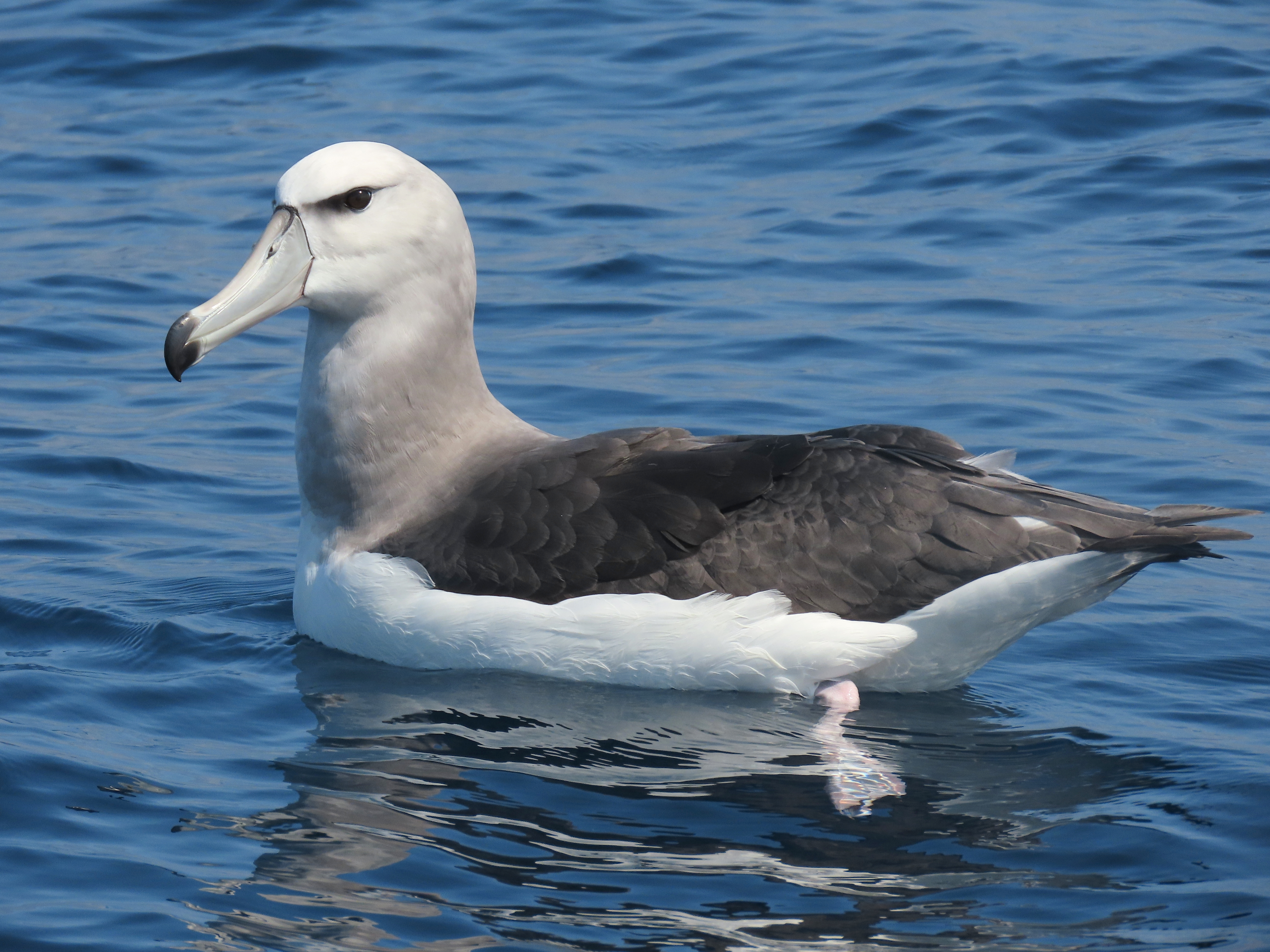 White-capped Albatross, Pelagic Trip SW of Cape Point, Cape Town, South Africa