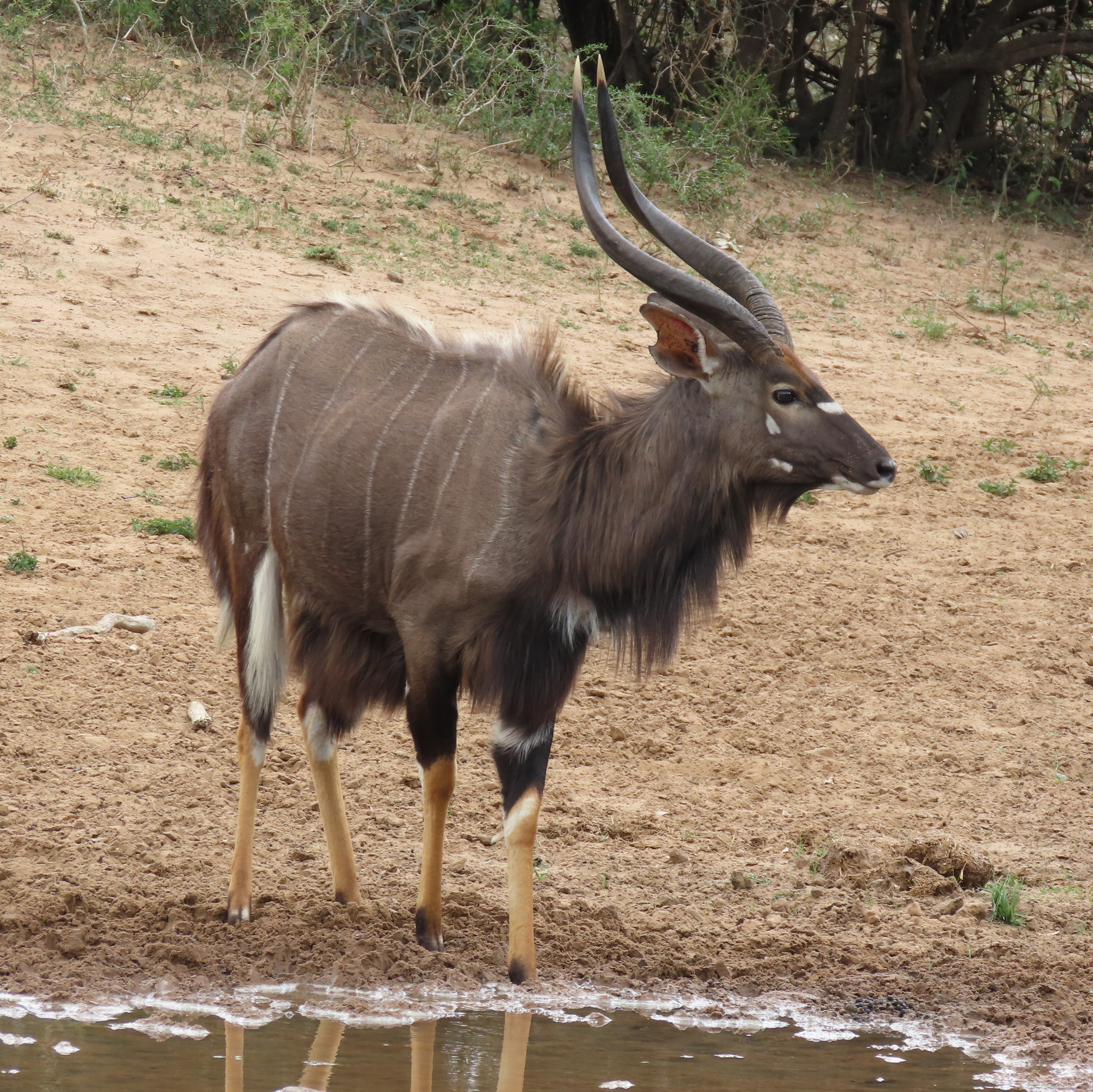 Nyala angasi (Nyala), male, Mkuze Game Preserve, South Africa