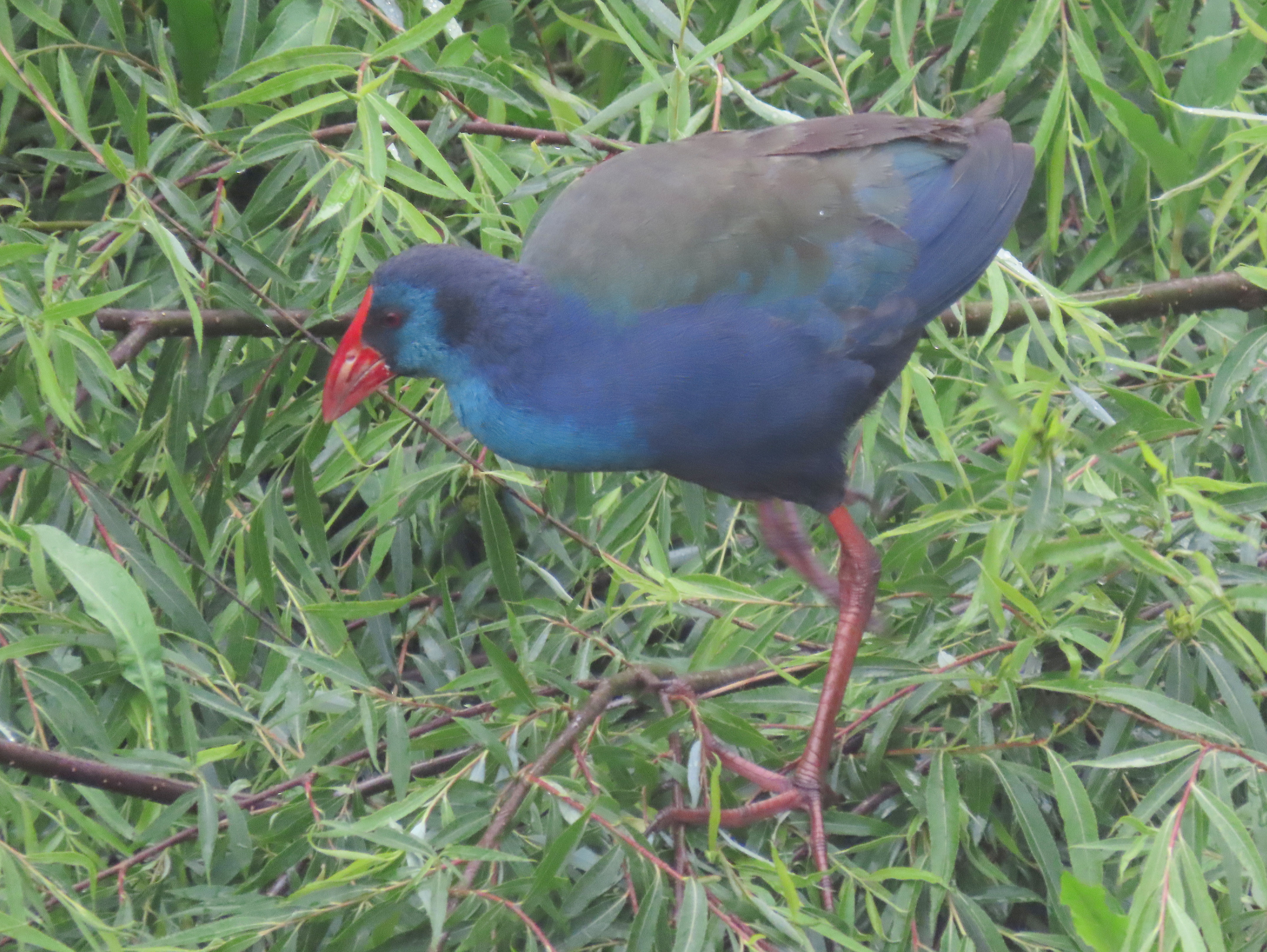 African Swamphen, Wakkerstroom, South Africa