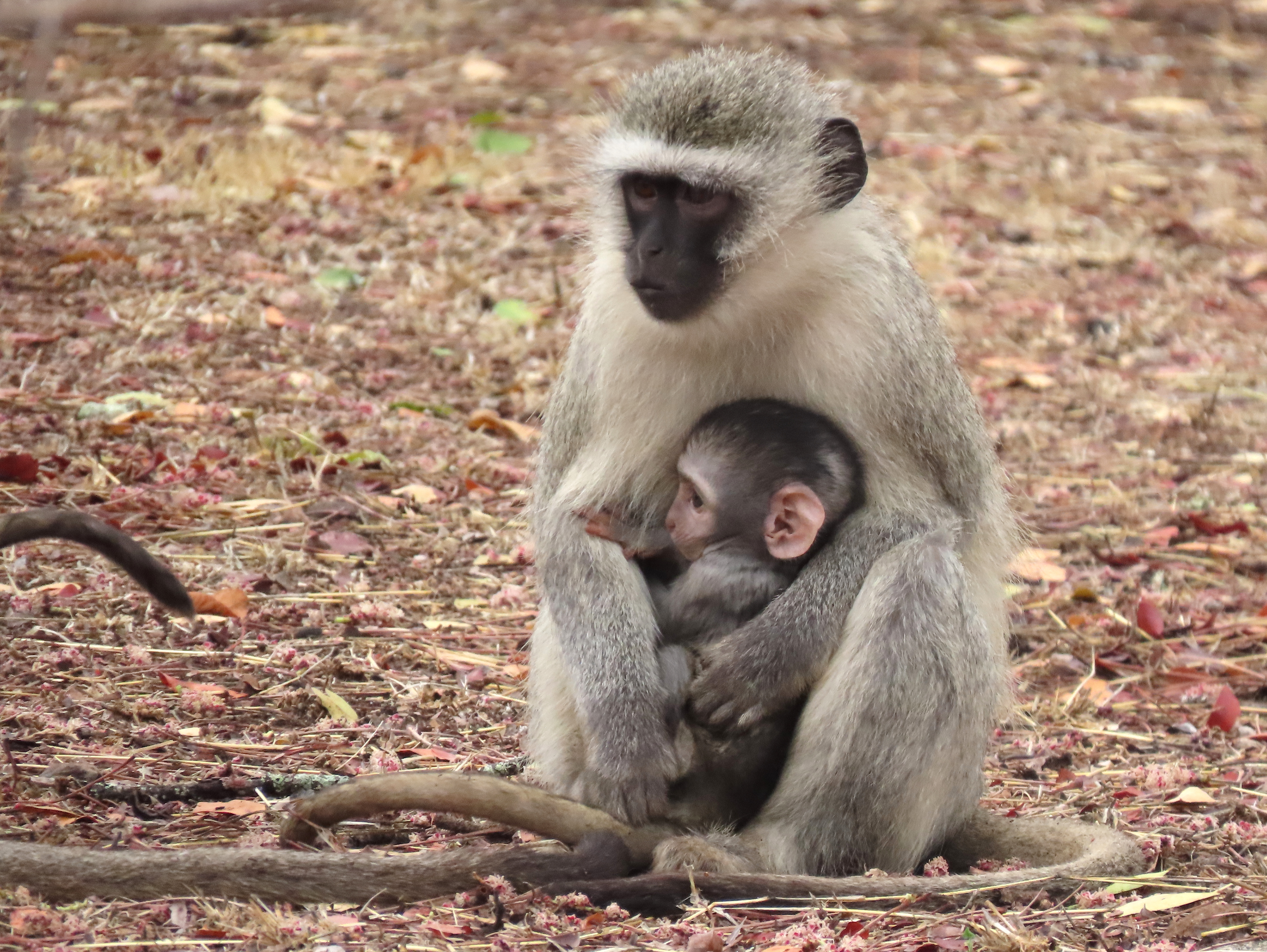 Chlorocebus pygerythrus (Vervet Monkey), Kruger National Park, South Africa