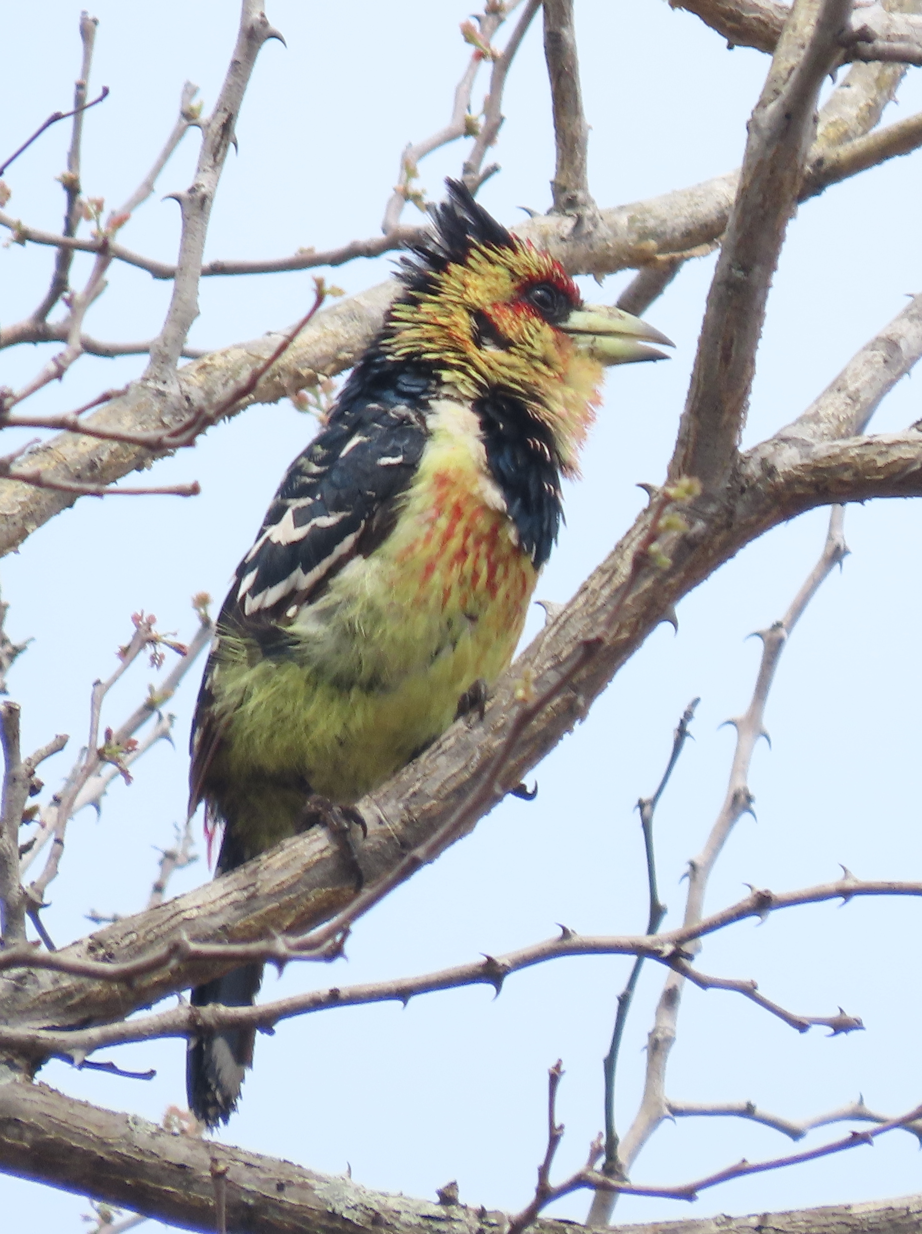 Crested Barbet, Kruger National Park, South Africa